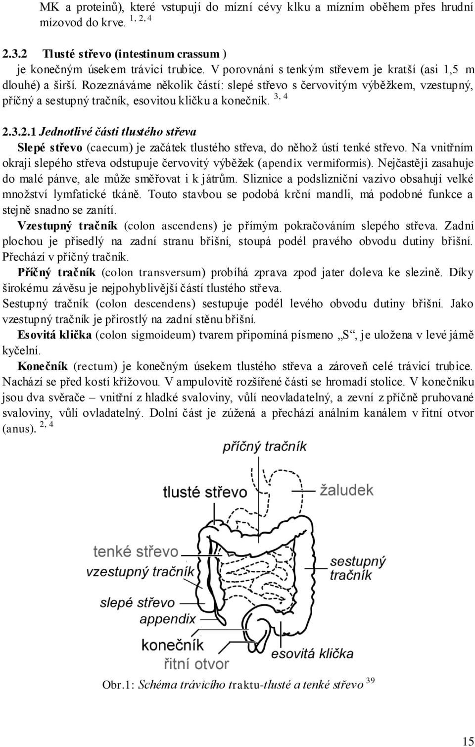 3, 4 2.3.2.1 Jednotlivé části tlustého střeva Slepé střevo (caecum) je začátek tlustého střeva, do něhoţ ústí tenké střevo.