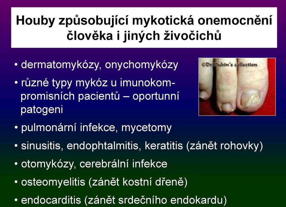 pulmonární infekce, mycetomy sinusitis, endophtalmitis, keratitis (zánět rohovky)