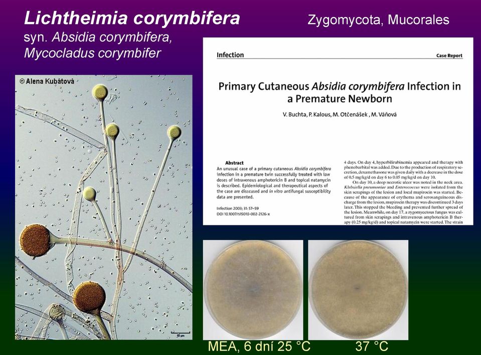 Mycocladus corymbifer