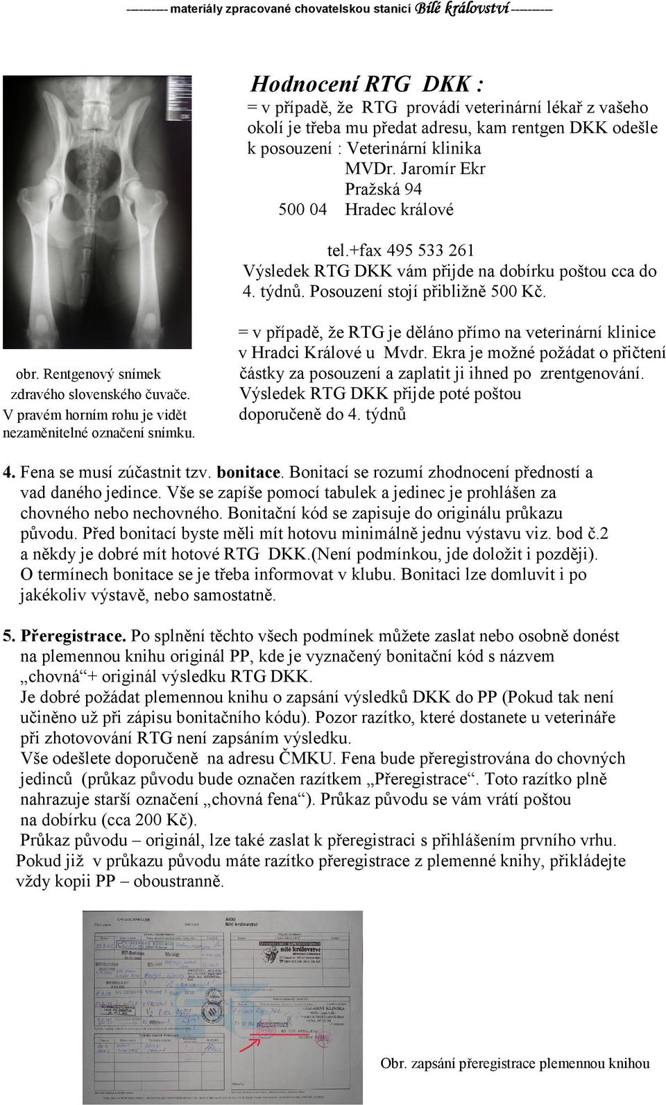 obr. Rentgenový snímek zdravého slovenského čuvače. V pravém horním rohu je vidět nezaměnitelné označení snímku. = v případě, že RTG je děláno přímo na veterinární klinice v Hradci Králové u Mvdr.