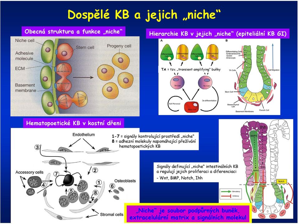 molekuly napomáhající přežívání hematopoetických KB Signály definující niche intestinálních KB a regulují jejich