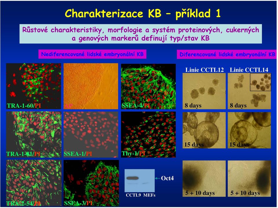 Diferencované lidské embryonální KB Linie CCTL12 Linie CCTL14 TRA-1-60/PI AP SSEA-4/PI 8 days 8