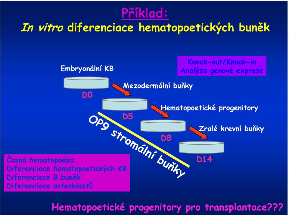 buňky D8 OP9 stromální buňky Časná hematopoéza Diferenciace hematopoetických KB