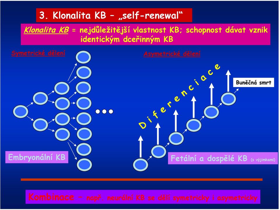 dělení D i f e r e n c i a c e Buněčná smrt Embryonální KB Fetální a