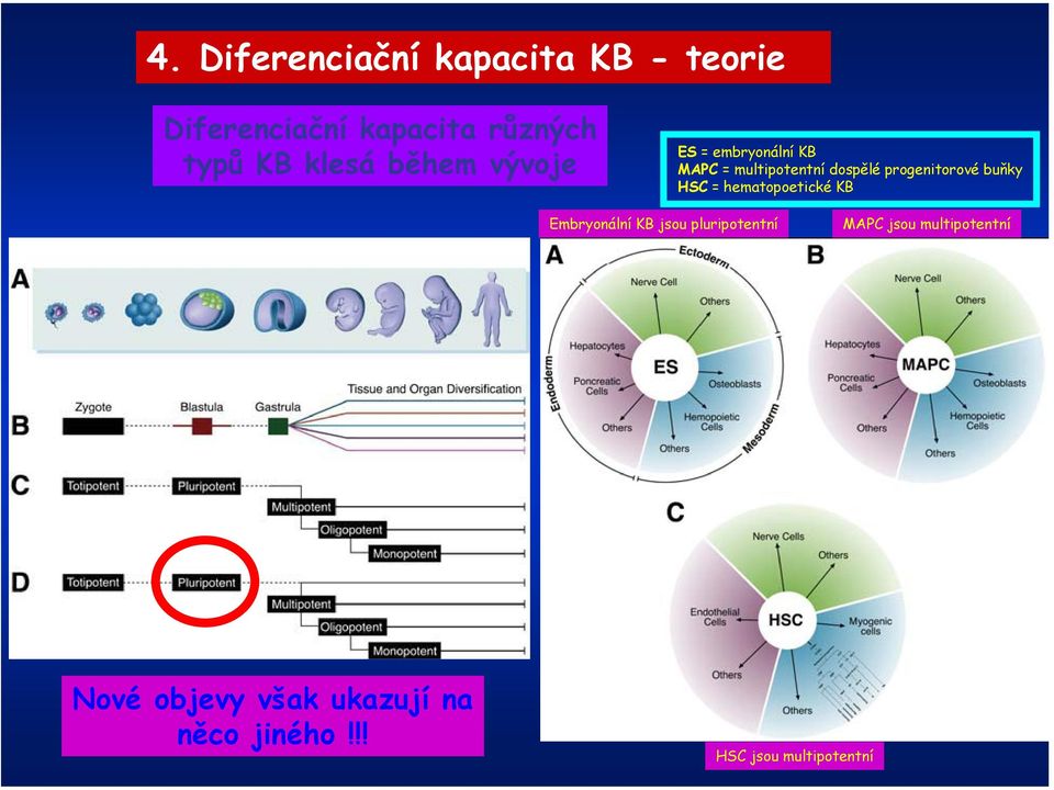 progenitorové buňky HSC = hematopoetické KB Embryonální KB jsou pluripotentní