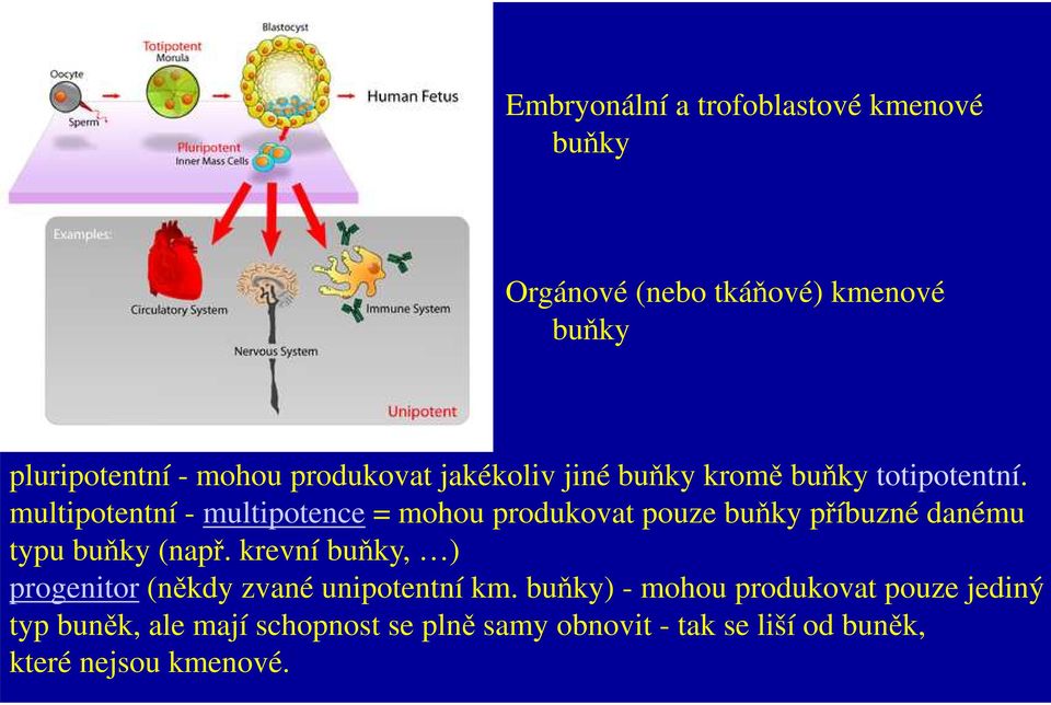 multipotentní - multipotence = mohou produkovat pouze buňky příbuzné danému typu buňky (např.