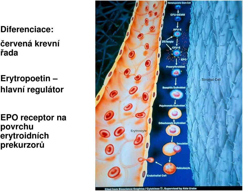 hlavní regulátor EPO