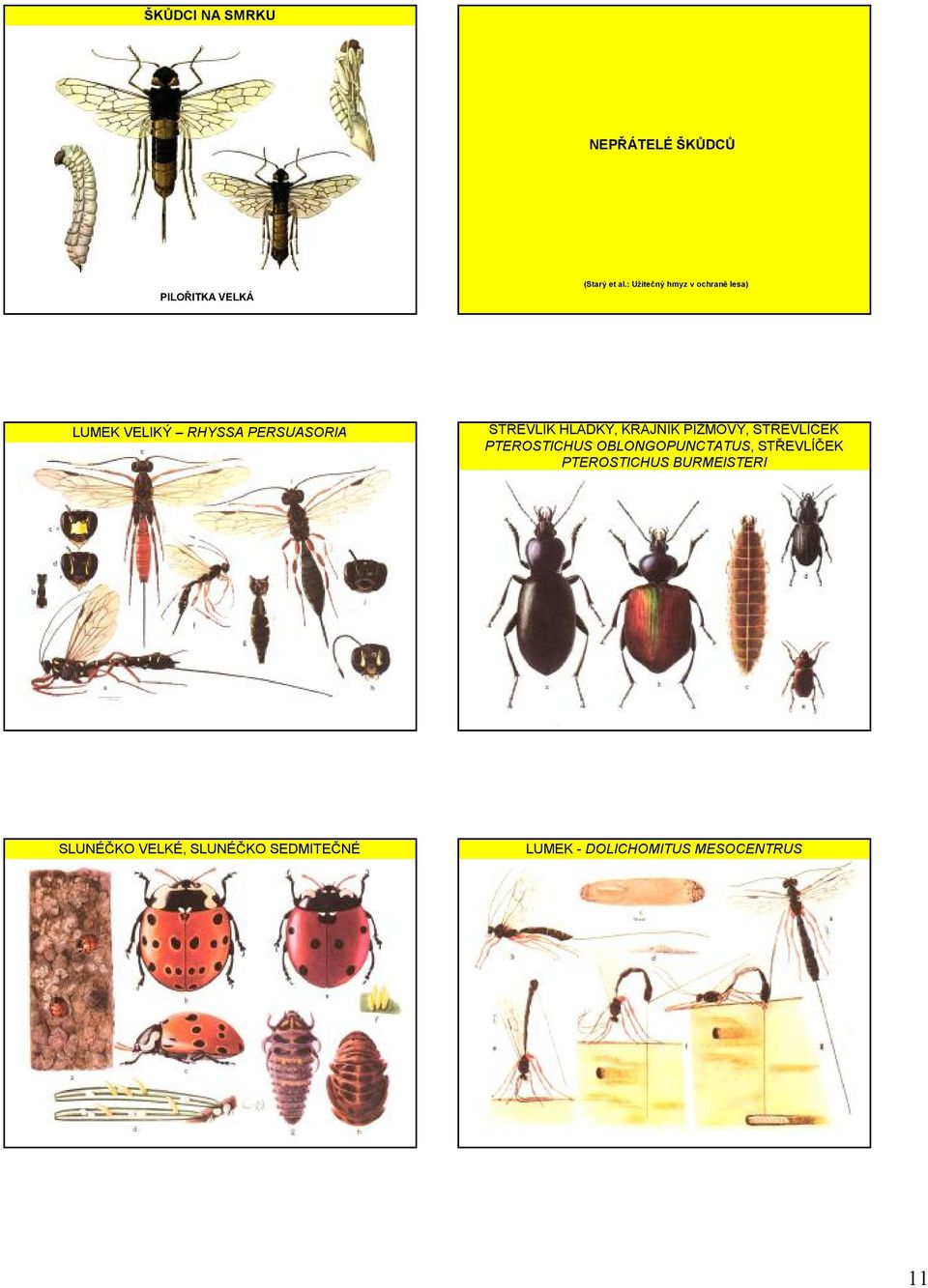 HLADKÝ, KRAJNÍK PIŽMOVÝ, STŘEVLÍČEK PTEROSTICHUS OBLONGOPUNCTATUS,