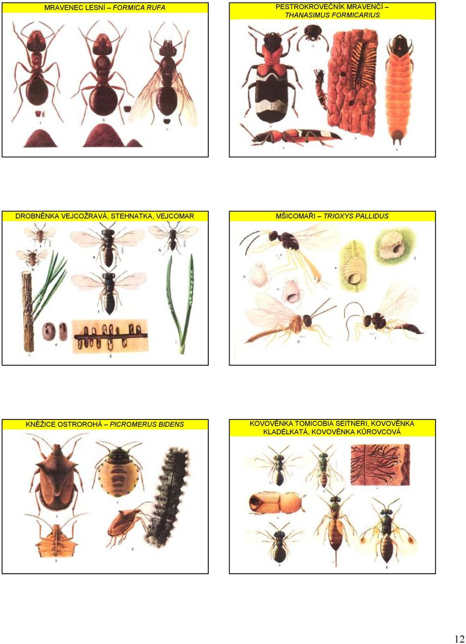 TRIOXYS PALLIDUS KNĚŽICE OSTROROHÁ PICROMERUS BIDENS KOVOVĚNKA
