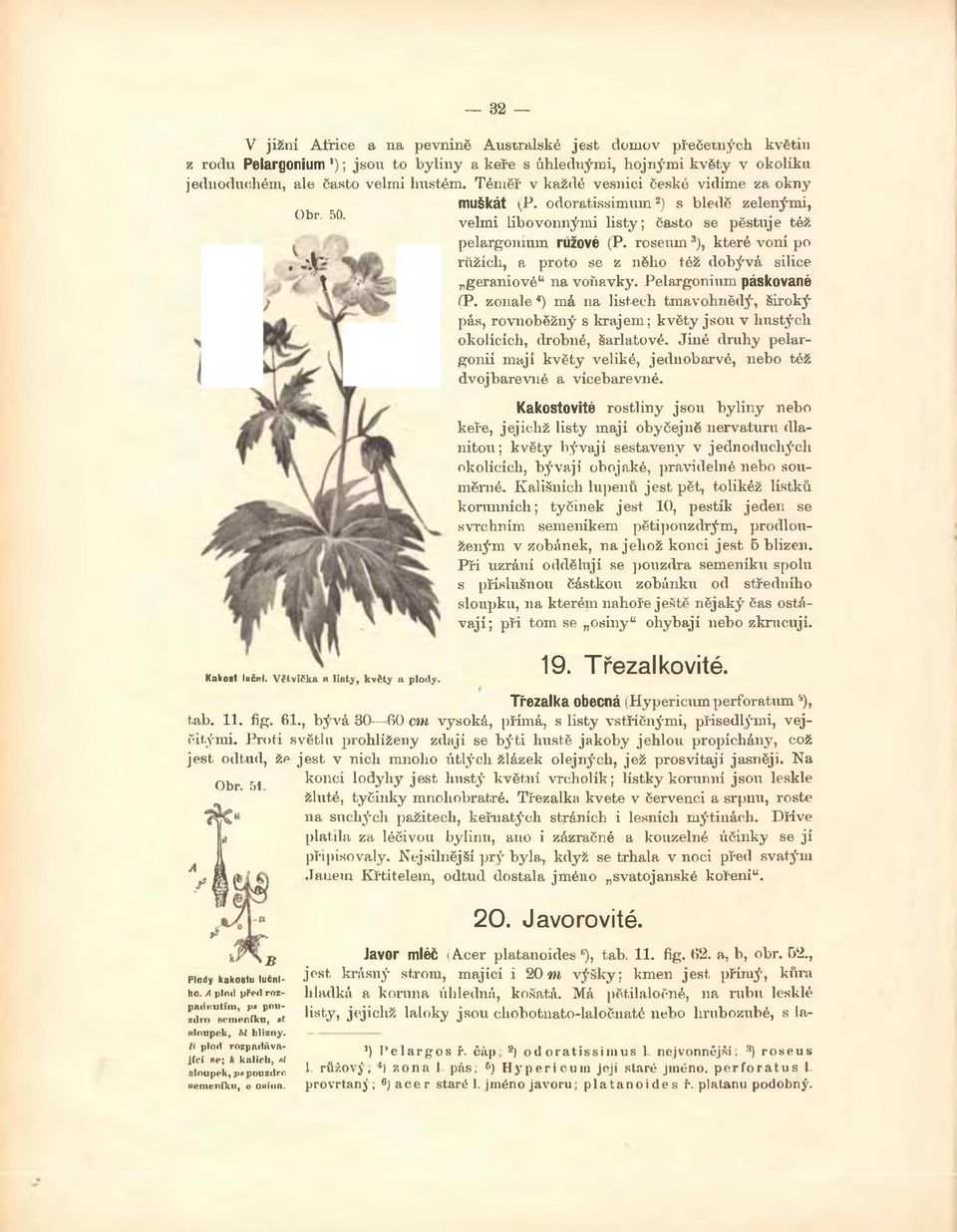 roseum 3), které voní po růžicli, a proto se z něho též dobývá silice geraniovéu na voňavky. Peiargonium páskované (P.