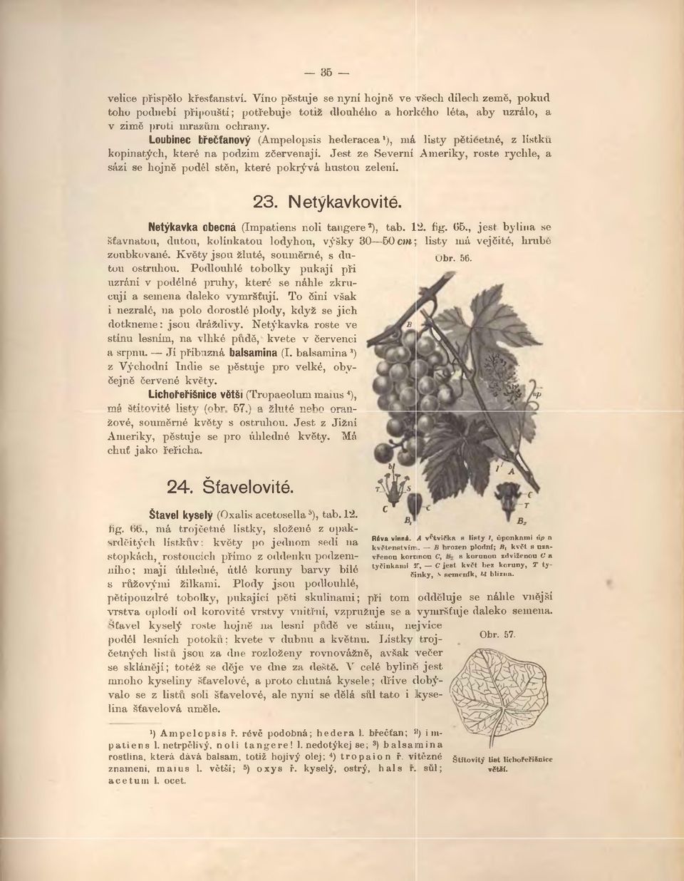 Je st ze Severní Ameriky, roste rychle, a sázi se hojně podél stěn, které pokrývá hustou zelení. 23. Netýkavkovité. Netýkavka obecná (Impatiens noli tangere*), tab. 1.2. fig. 05.