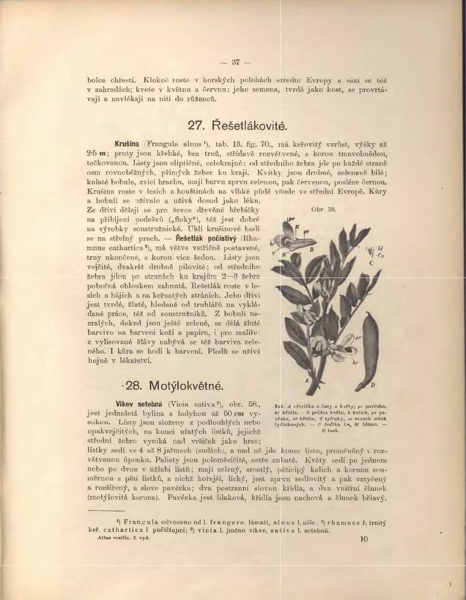 Listy jsou eliptičné, celokrajné: od středního žebra jde po každé straně osm rovnoběžných, přímých žeber ku kraji.