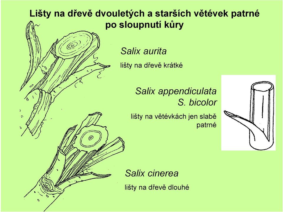 krátké Salix appendiculata S.