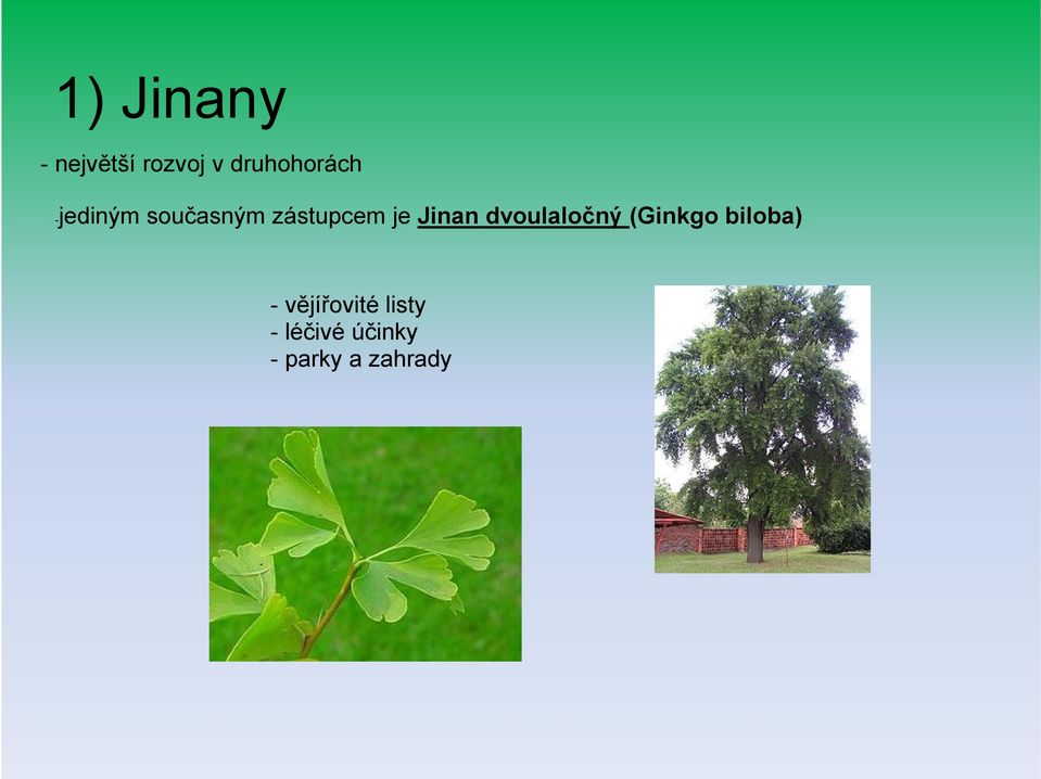 je Jinan dvoulaločný (Ginkgo biloba) - -