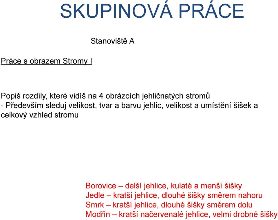 celkový vzhled stromu Borovice delší jehlice, kulaté a menší šišky Jedle kratší jehlice, dlouhé šišky