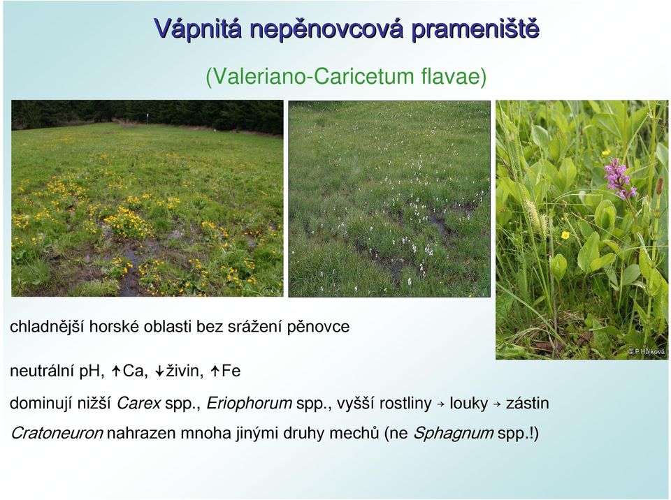 ivin, Fe dominují ni ší Carex spp., Eriophorum spp.