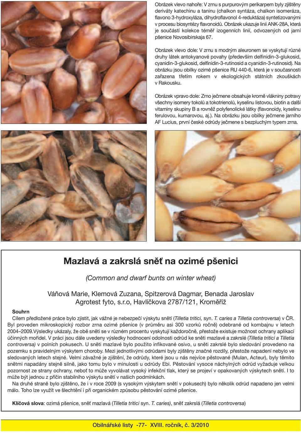 Obrázek vlevo dole: V zrnu s modrým aleuronem se vyskytují různé druhy látek antokyanové povahy (především delfinidin-3-glukosid, cyanidin-3-glukosid, delfinidin-3-rutinosid a cyanidin-3-rutinosid).
