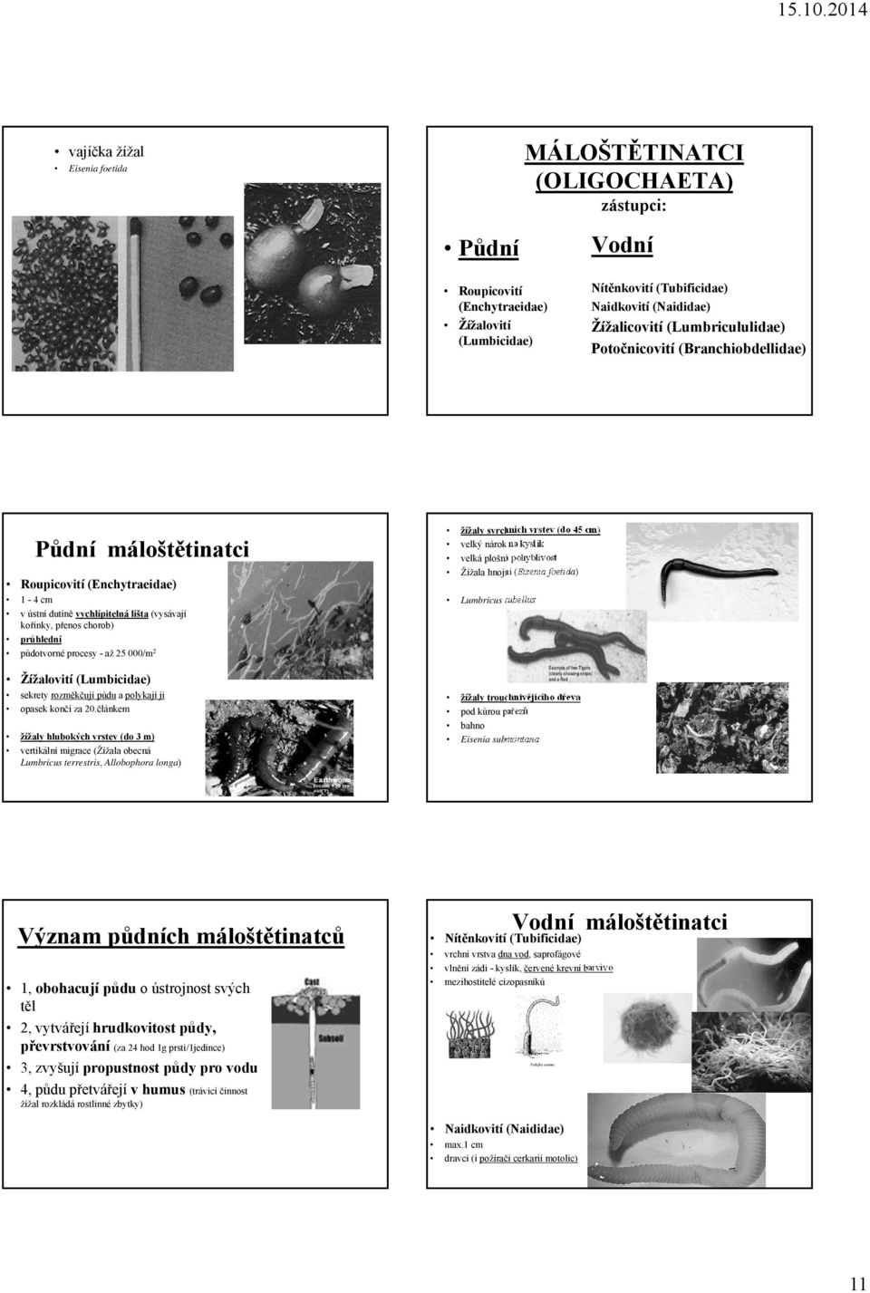 procesy - až 25 000/m 2 Žížalovití (Lumbicidae) sekrety rozměkčují půdu a polykají ji opasek končí za 20.