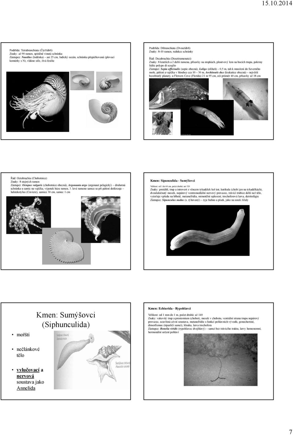 bocích trupu, pokrmy Itálie polypo di scoglio Zástupci: Sepia officinalis (sepie obecná), Loligo (oliheň) 0,5 m, tah k množení do Severního moře, páření a vajíčka v hloubce cca 10 30 m, Architeutis