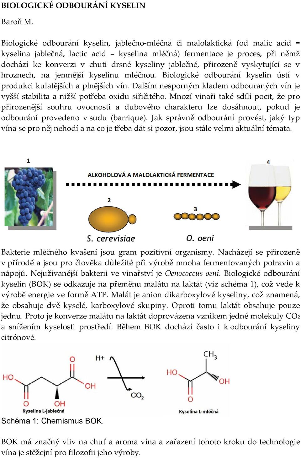 kyseliny jablečné, přirozeně vyskytující se v hroznech, na jemnější kyselinu mléčnou. Biologické odbourání kyselin ústí v produkci kulatějších a plnějších vín.