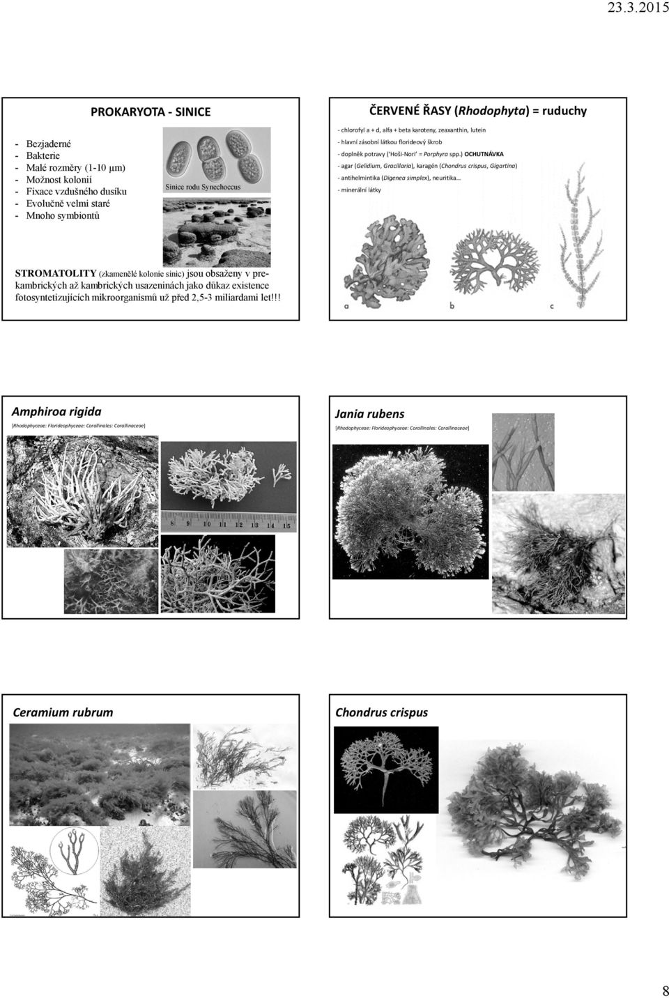 ) OCHUTNÁVKA agar (Gelidium, Gracillaria), karagén (Chondrus crispus, Gigartina) antihelmintika (Digenea simplex), neuritika Sinice rodu Synechoccus minerální látky STROMATOLITY (zkamenělé kolonie