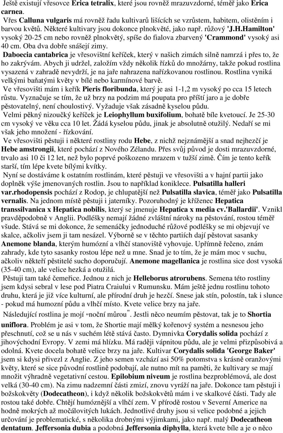 Daboecia cantabrica je vřesovištní keříček, který v našich zimách silně namrzá i přes to, že ho zakrývám.