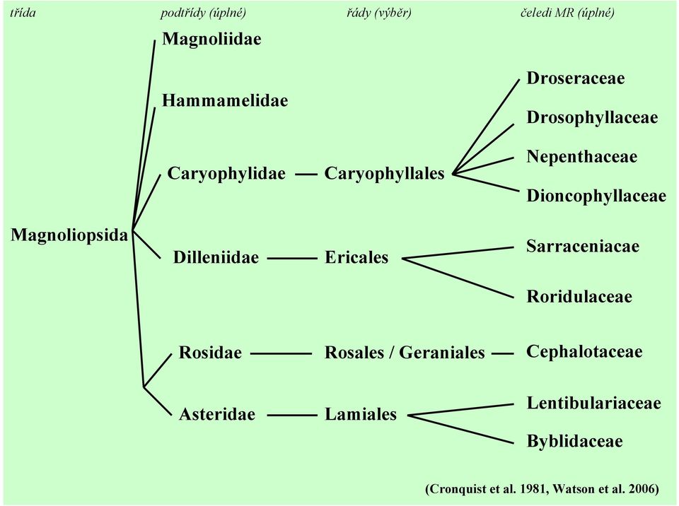 Dilleniidae Ericales Sarraceniacae Roridulaceae Rosidae Rosales / Geraniales Cephalotaceae