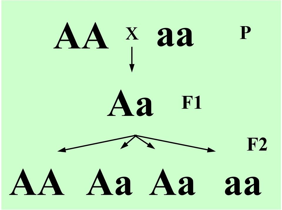 AA Aa Aa