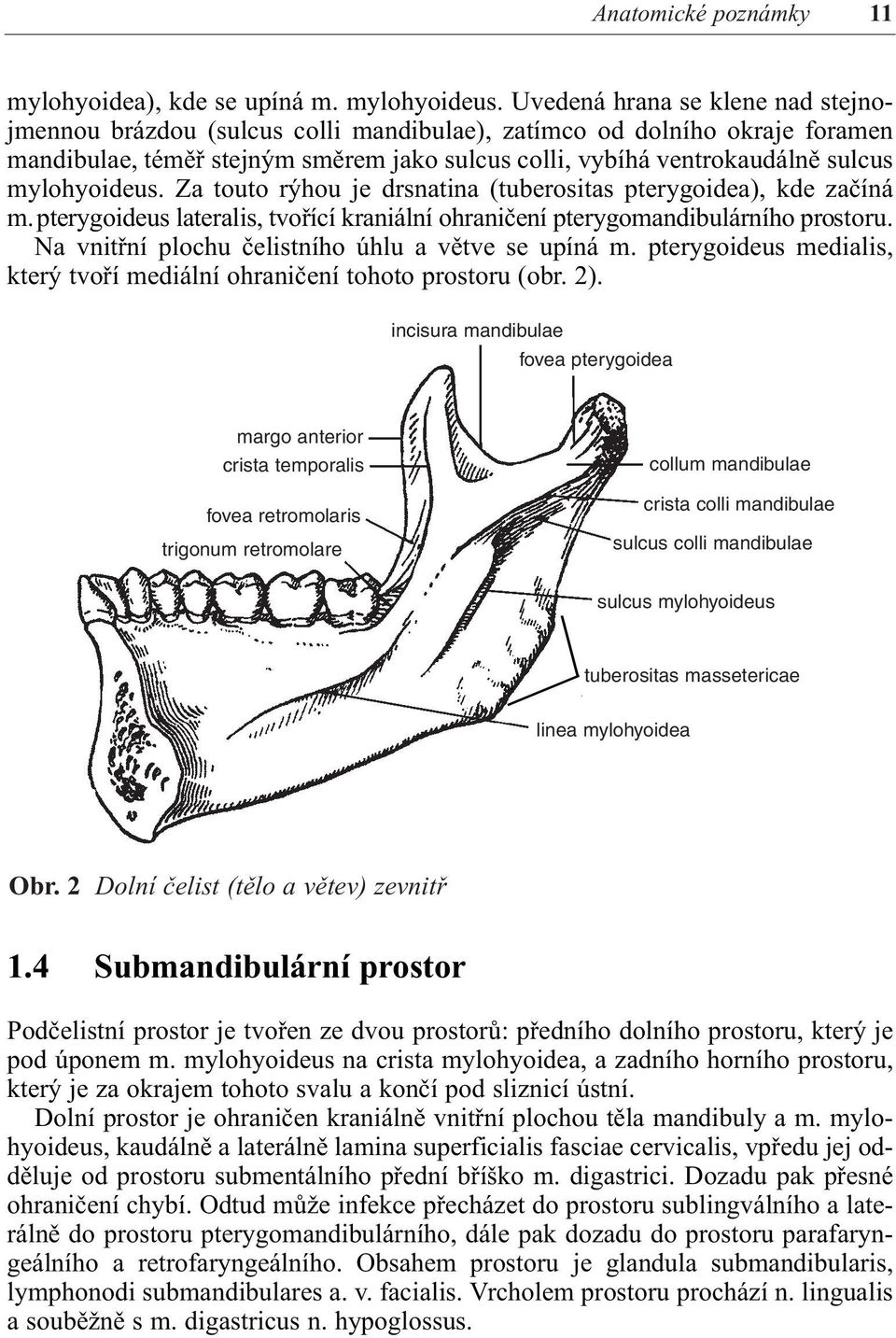 mylohyoideus. Za touto rýhou je drsnatina (tuberositas pterygoidea), kde začíná m. pterygoideus lateralis, tvořící kraniální ohraničení pterygomandibulárního prostoru.