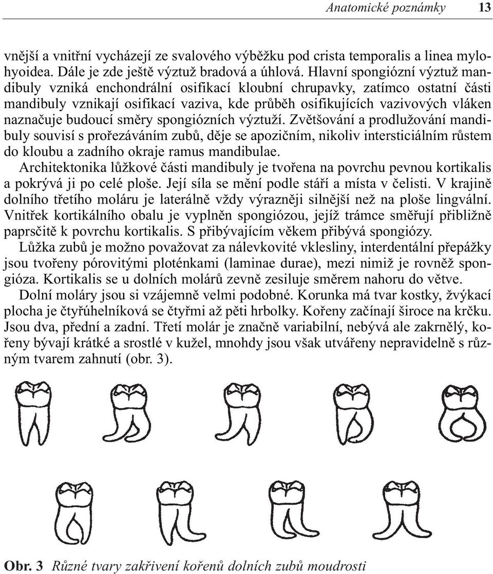 budoucí směry spongiózních výztuží. Zvětšování a prodlužování mandibuly souvisí s prořezáváním zubů, děje se apozičním, nikoliv intersticiálním růstem do kloubu a zadního okraje ramus mandibulae.