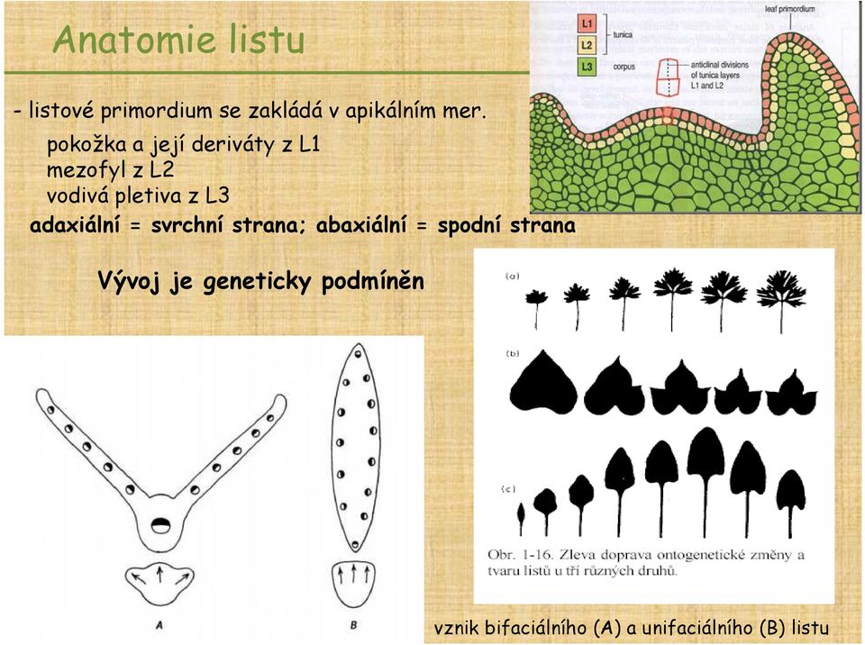 adaxiální = svrchní strana; abaxiální = spodní strana Vývoj je