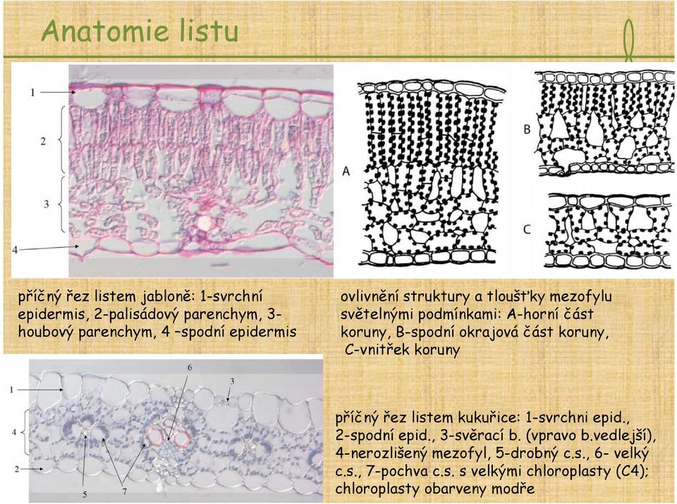 koruny, C-vnitřek koruny příčný řez listem kukuřice: 1-svrchni epid., 2-spodní epid., 3-svěrací b. (vpravo b.