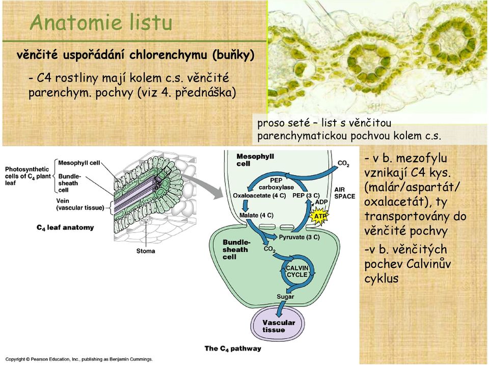 přednáška) proso seté list s věnčitou parenchymatickou pochvou kolem c.s. - v b.