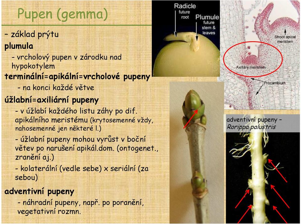 apikálního meristému (krytosemenné vždy, nahosemenné jen některé l.