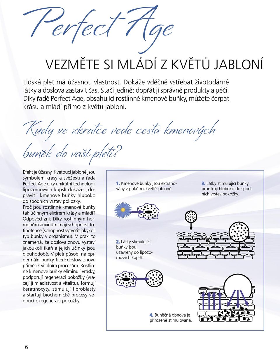 Kvetoucí jabloně jsou symbolem krásy a svěžesti a řada Perfect Age díky unikátní technologii lipozomových kapslí dokáže dopravit kmenové buňky hluboko do spodních vrstev pokožky.