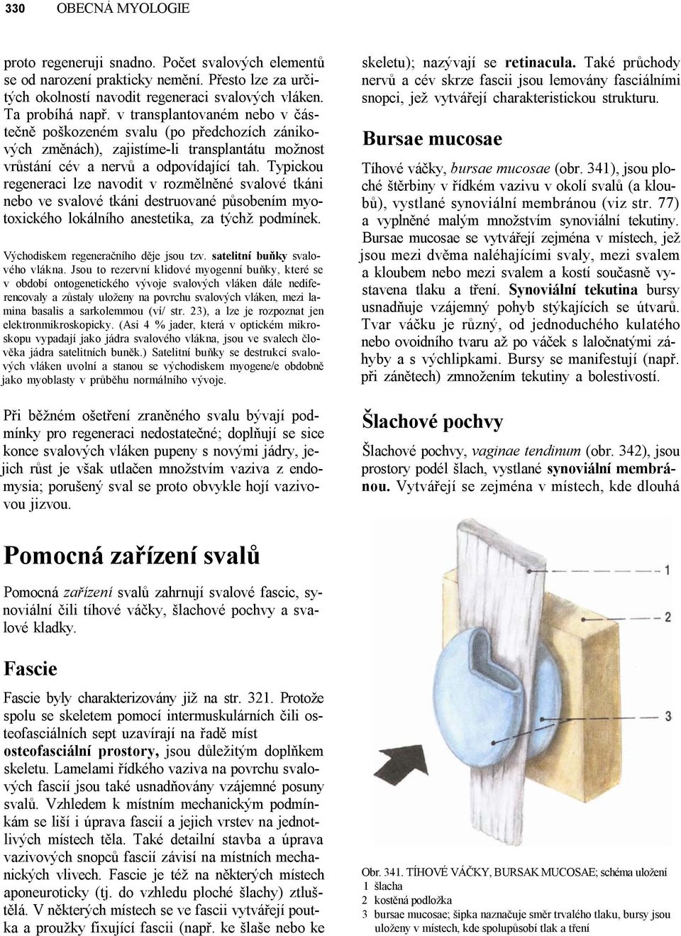 Typickou regeneraci lze navodit v rozmělněné svalové tkáni nebo ve svalové tkáni destruované působením myotoxického lokálního anestetika, za týchž podmínek. Východiskem regeneračního děje jsou tzv.