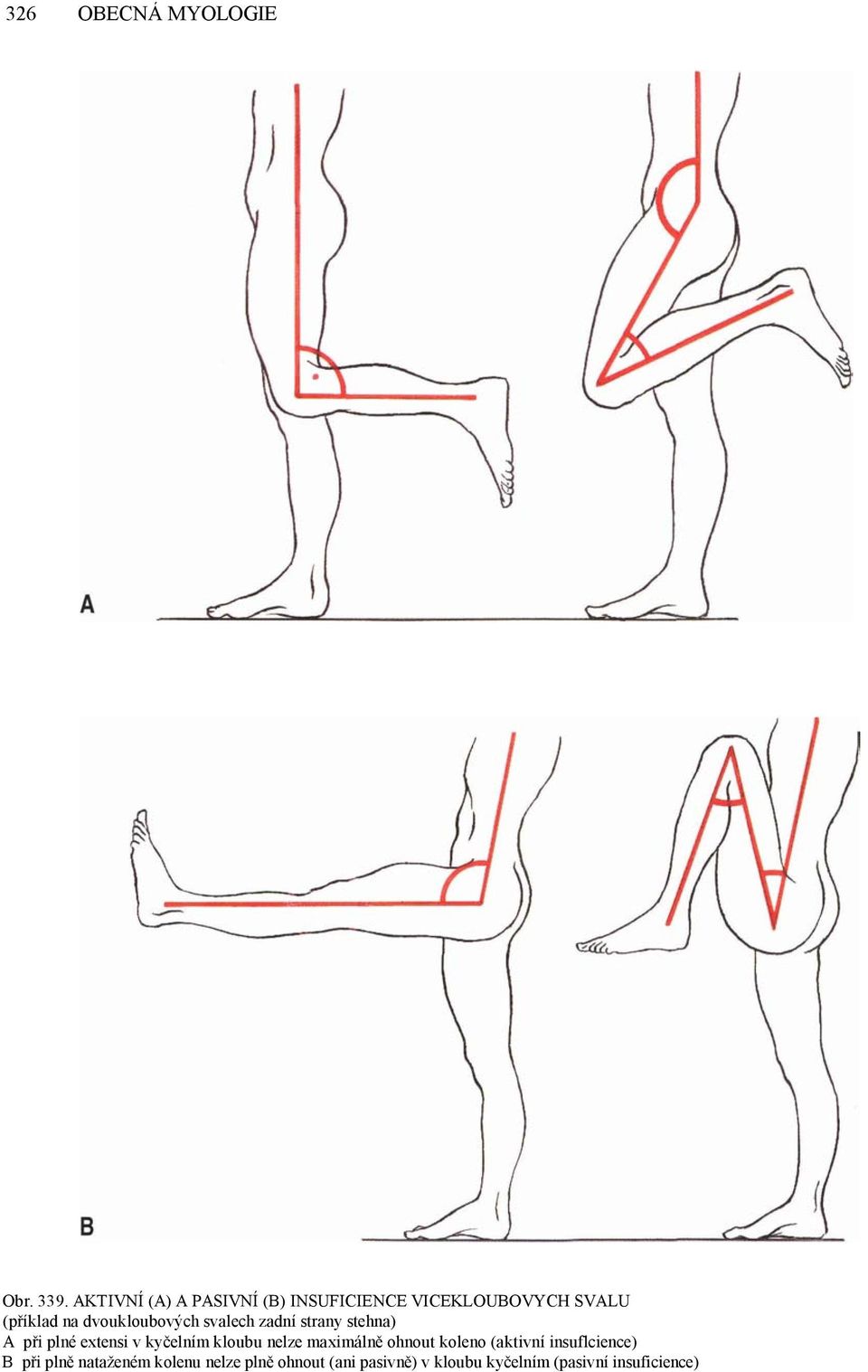 dvoukloubových svalech zadní strany stehna) A při plné extensi v kyčelním kloubu