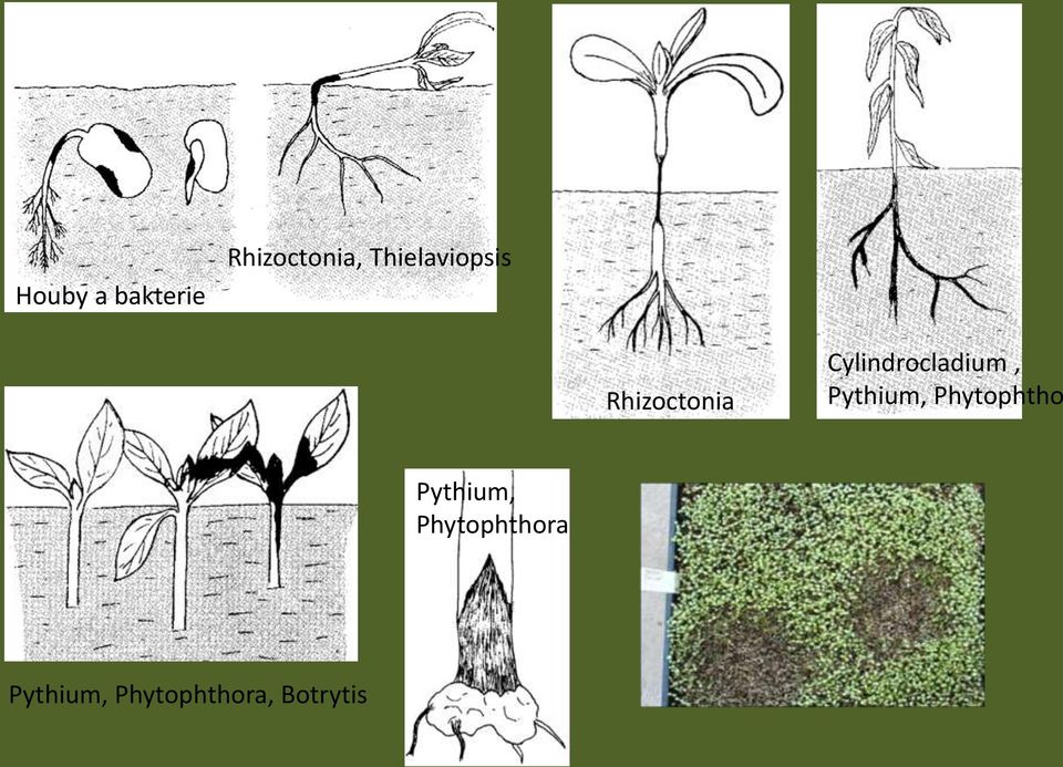 Cylindrocladium, Pythium, Phytophtho