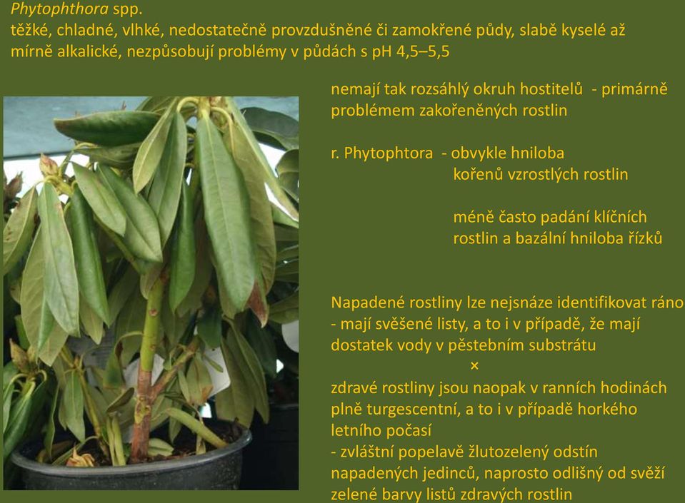 zdravých rostlin Phytophthora spp.