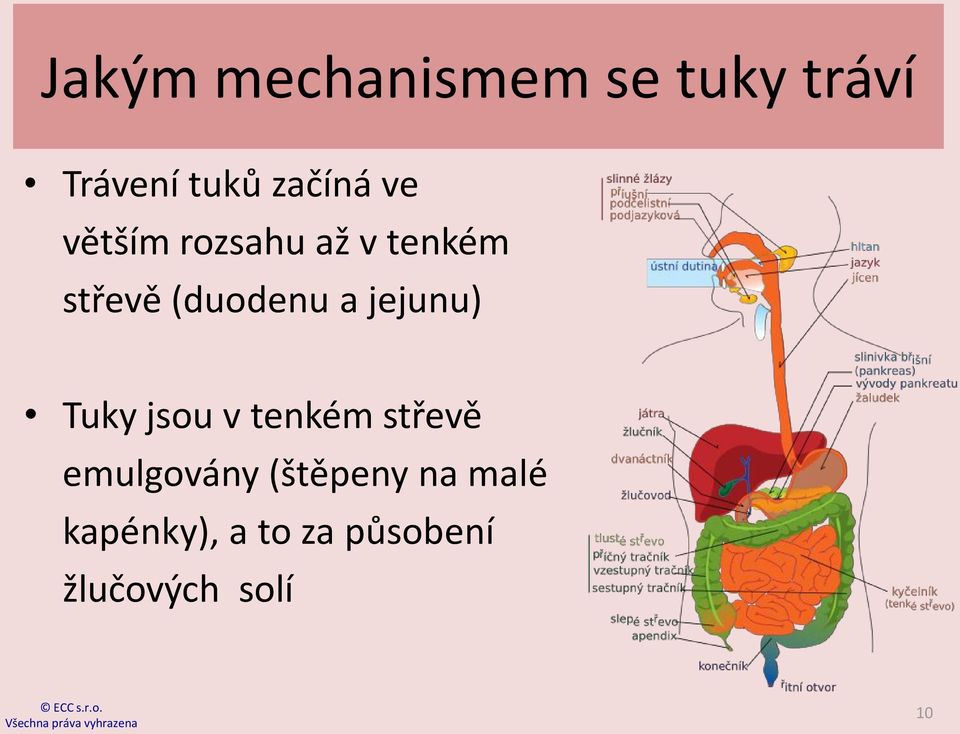 jejunu) Tuky jsou v tenkém střevě emulgovány