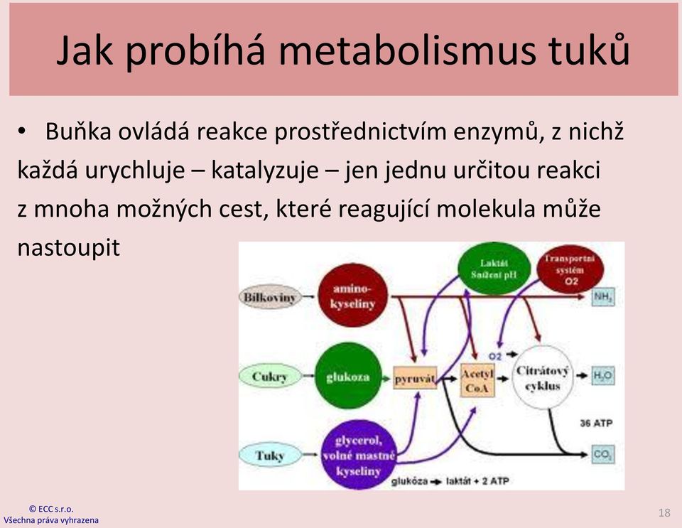 katalyzuje jen jednu určitou reakci z mnoha