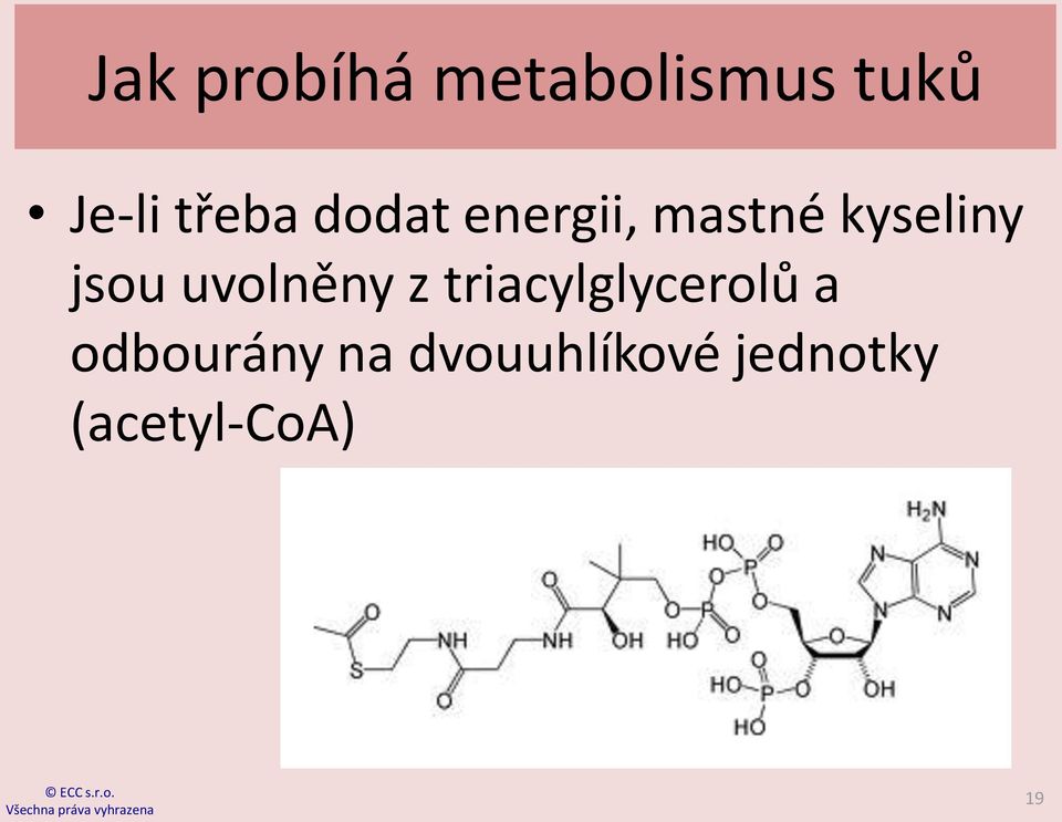 jsou uvolněny z triacylglycerolů a