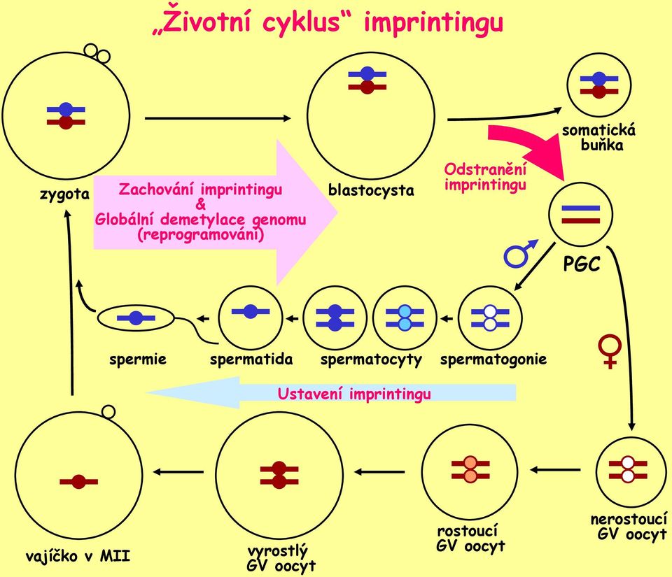 imprintingu PGC spermie spermatida spermatocyty spermatogonie Ustavení