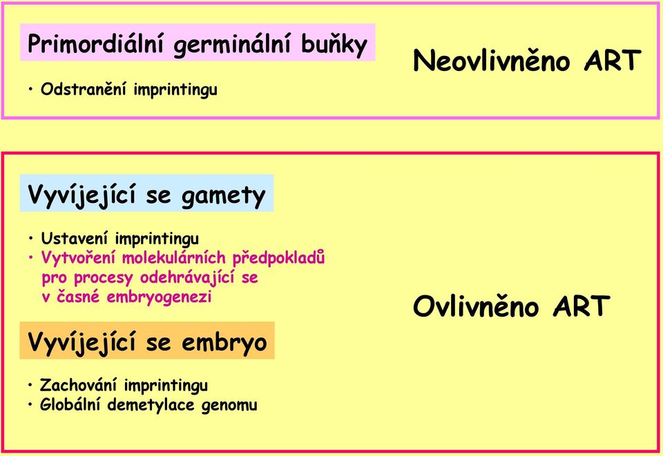 předpokladů pro procesy odehrávající se v časné embryogenezi