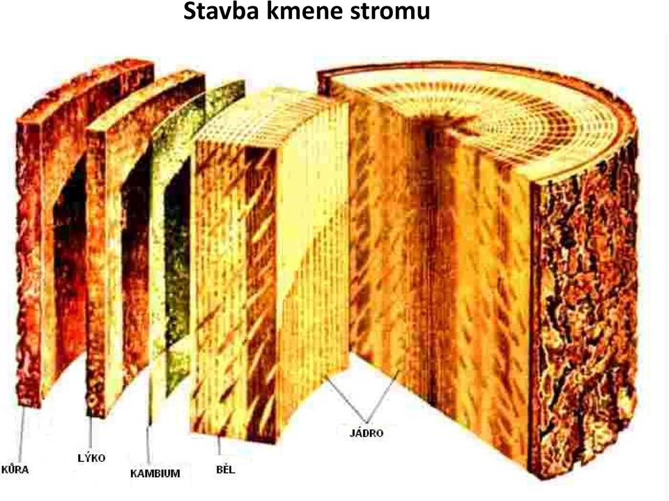 stromu