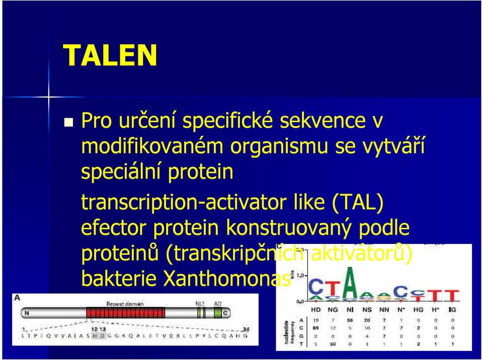 transcription-activator activator like (TAL) efector