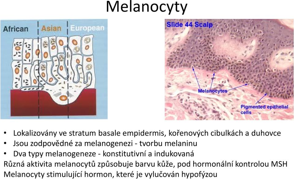 - konstitutivní a indukovaná Různá aktivita melanocytů způsobuje barvu kůže, pod