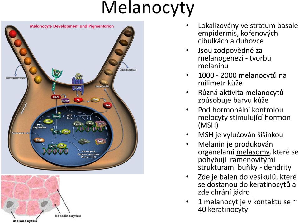 stimulující hormon (MSH) MSH je vylučován šišinkou Melanin je produkován organelami melasomy, které se pohybují ramenovitými