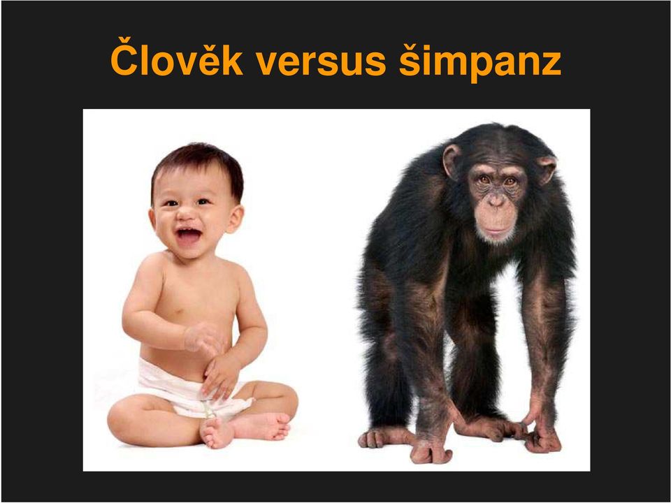 šimpanz