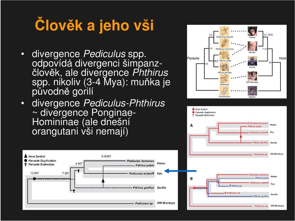 spp. nikoliv (3-4 Mya): muňka je původně gorilí divergence